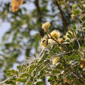 Albizia Lebbeck (Shirish)