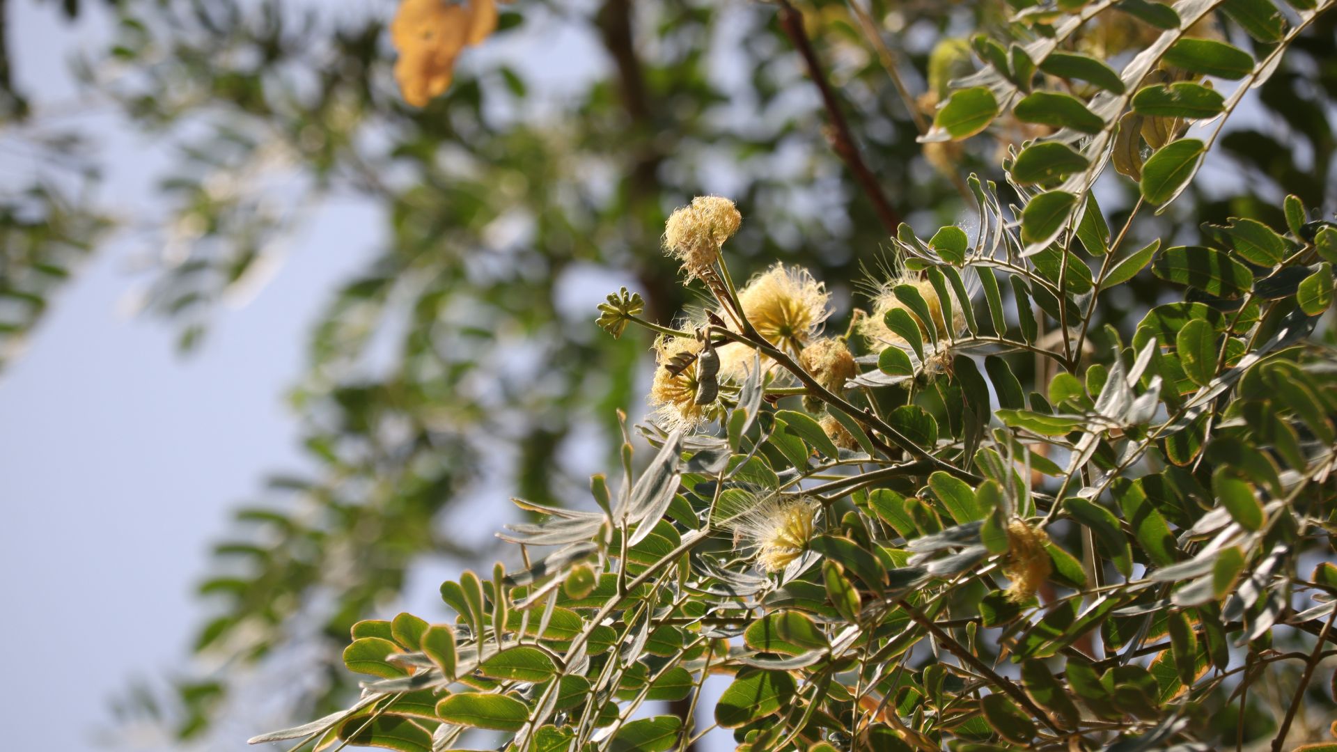 Albizia Lebbeck (Shirish)