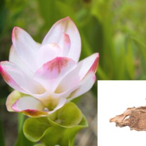 Curcuma Zedoaria (Kurchur)