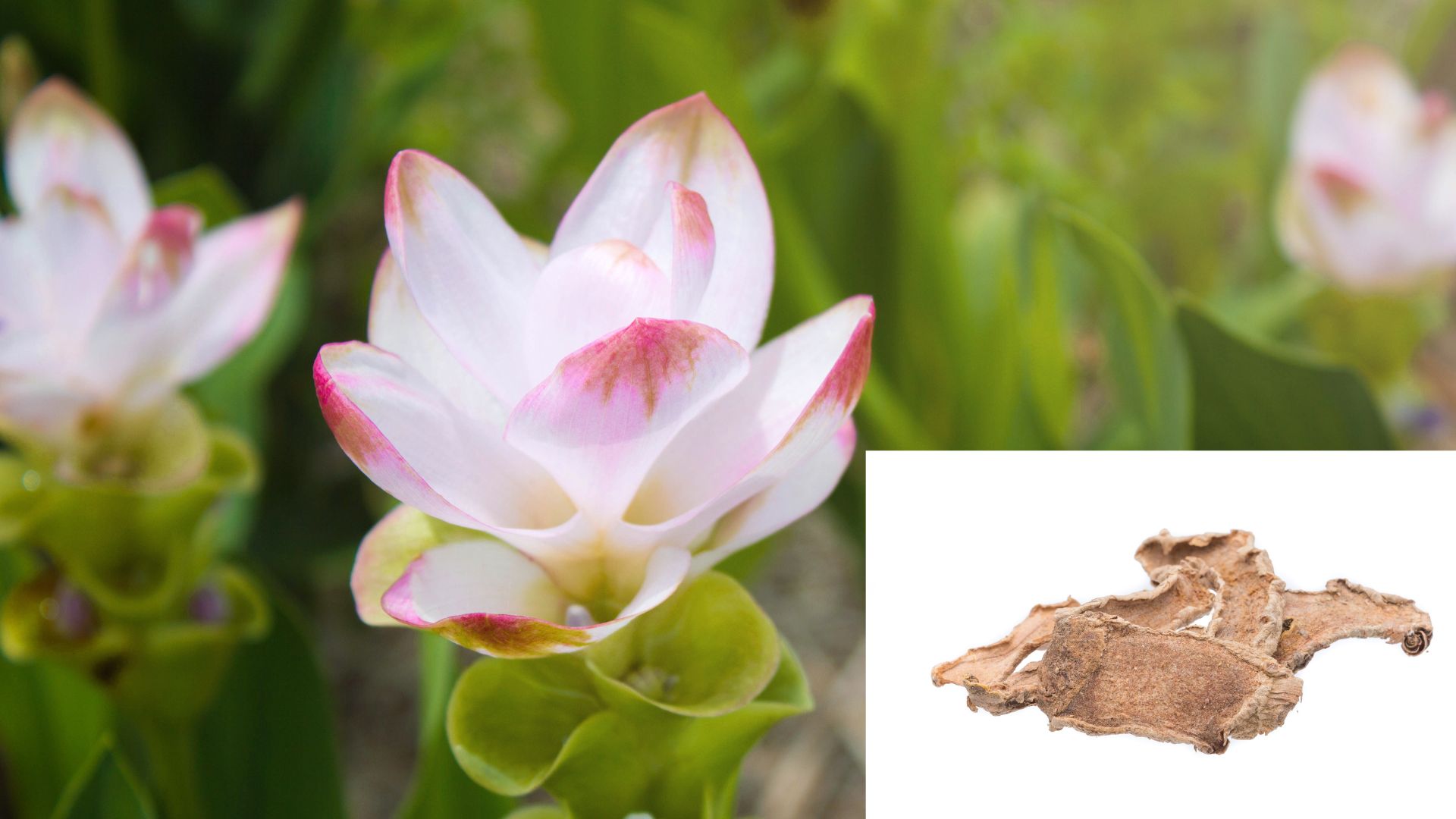 Curcuma Zedoaria (Kurchur)