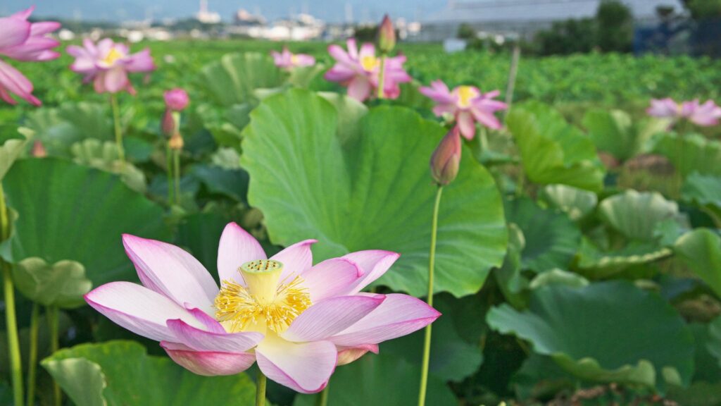 Nelumbo Nucifera