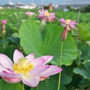 Nelumbo Nucifera