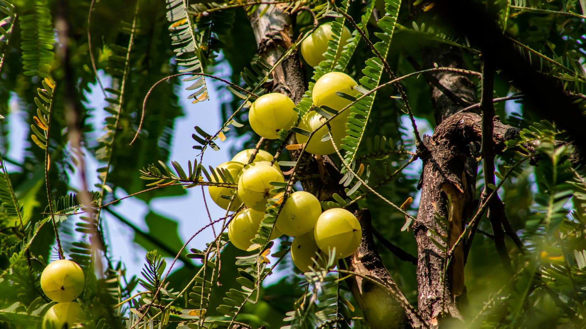 Phyllanthus Embelica (Amalaki)