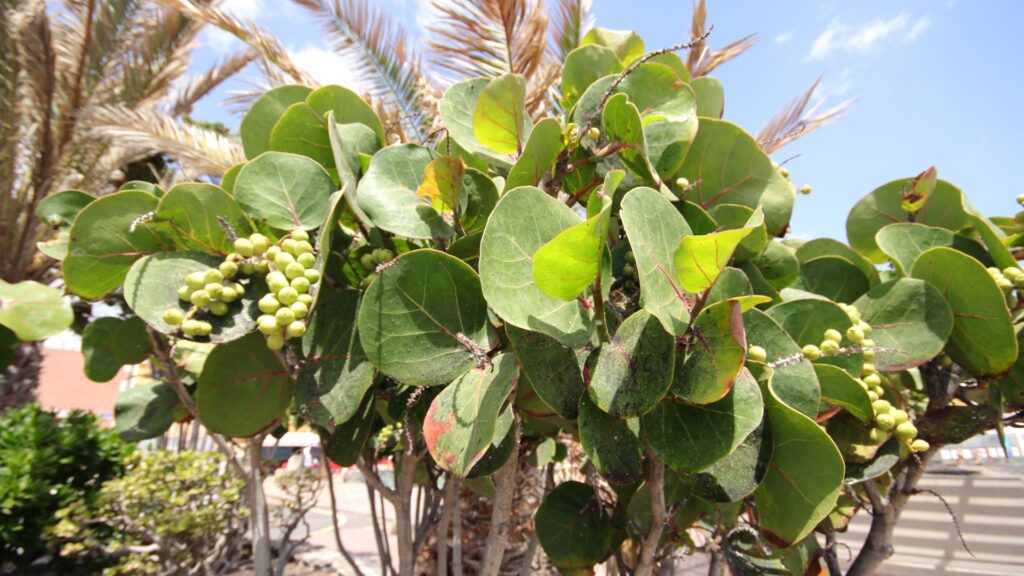 Terminalia Catappa (Ingudi)